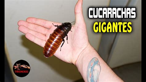 cucarachas gigantes-4